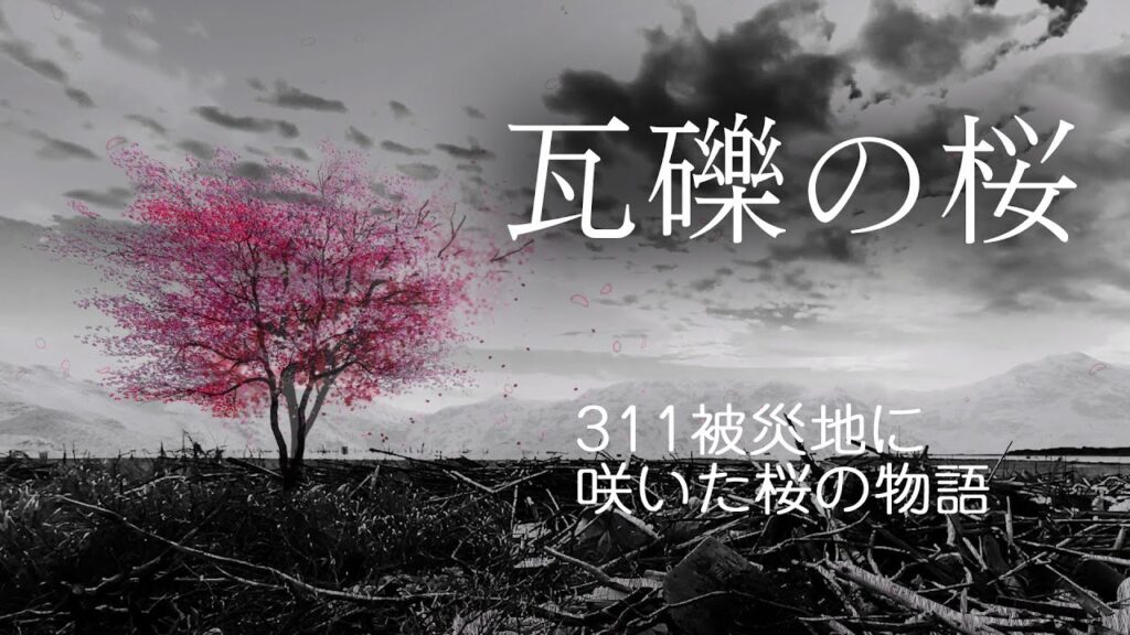 瓦礫の桜〜311東日本大震災 津波被害の瓦礫に咲いた桜の木の物語〜 | Akito Agami 綵神光途|動画作家 CGアーティスト